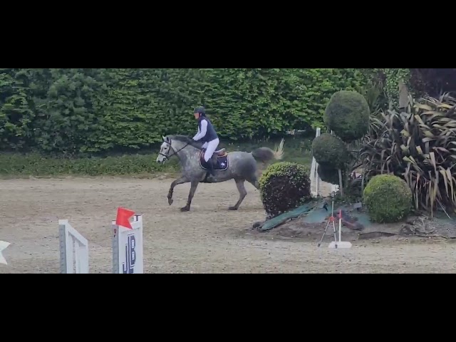 Merrie Franse rijpony PFS Te koop 2022 Schimmel