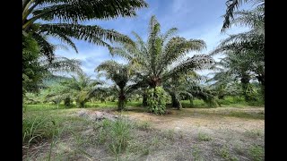 40 Rai Land Plot with a Good Location and Mountain Views for Sale in Khao Thong, Krabi