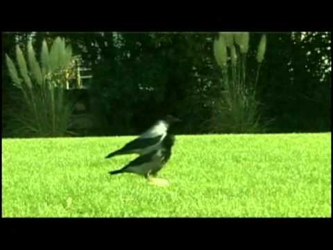 Hooded Crow