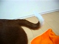 Tired Tail