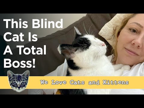 Three Special Cats Overcame All Odds, But Their Unbreakable Bond Will Melt You!