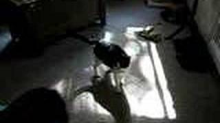 Ruby Challenging Moby for Sunspot