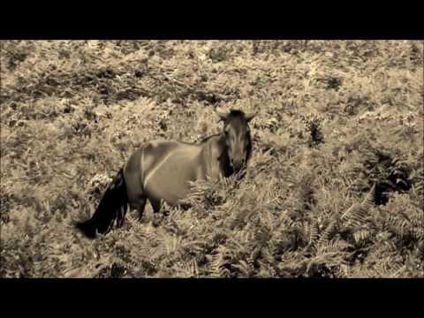 Novos Restelos - Verdes Dias