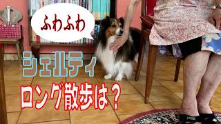 【シェルティ】ロング散歩は？【フランス田舎暮らし🇫🇷】  #犬の散歩 #賢い犬 #犬のいる暮らし #シェルティ