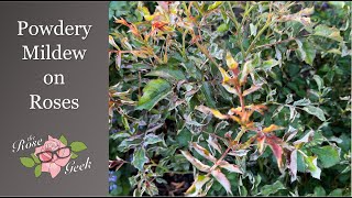 🌹 Powdery Mildew on Roses / Treatment