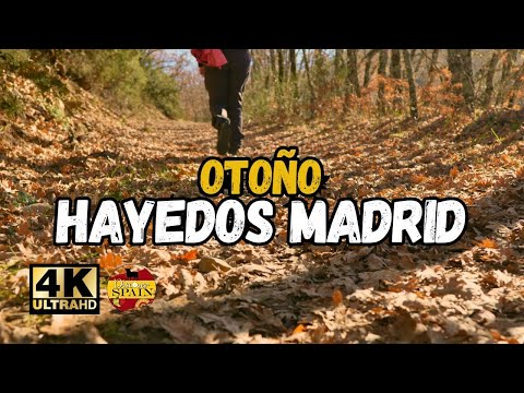 The Spanish Wave presentan Dutch Impact Showcase & Party hoy en Madrid