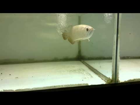 Fullhelmet 100% ho 19