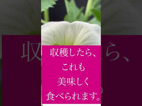 なぜ堆肥に灰を入れるのですか？潜在的な利点とリスク  庭園