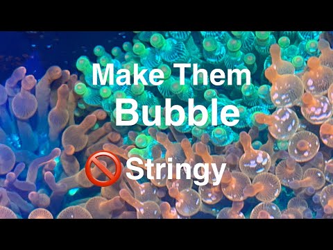What Makes it Bubble? Bubble OR Stringy Bubble Tip Anemone Tank RBTA Saltwater Coral Reef Aquarium