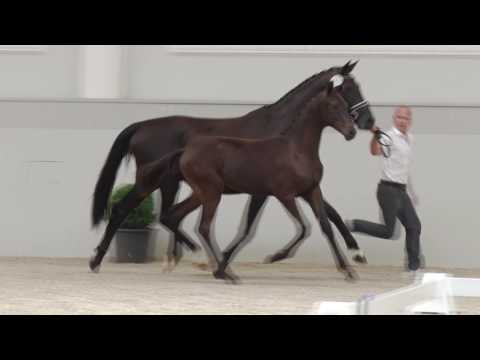 Oldenburger Hengstfohlen vom Morricone