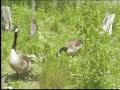 Geese At Detroit Zoo