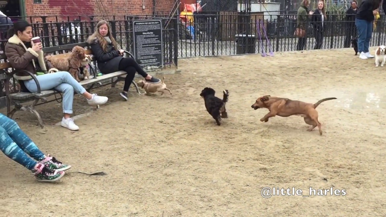 Harley's All Pro Highlights