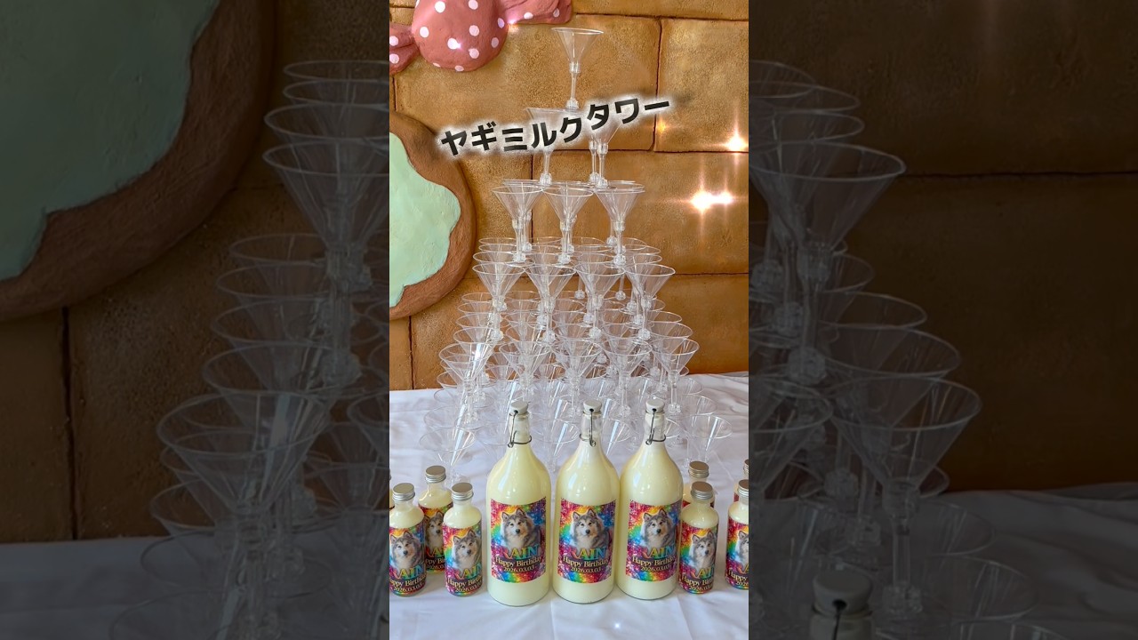 職業イケメン "レインバーイベ" シャンパンタワーならぬヤギミルクタワー ‪#alaskanmalamute #アラスカンマラミュート