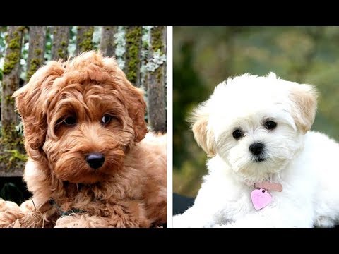 download lagu mp3 mp4 Toy Poodle Mix, download lagu Toy Poodle Mix gratis, unduh video klip Toy Poodle Mix