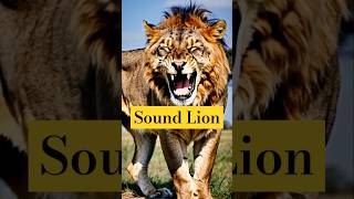 Sound Of a LION Roaring