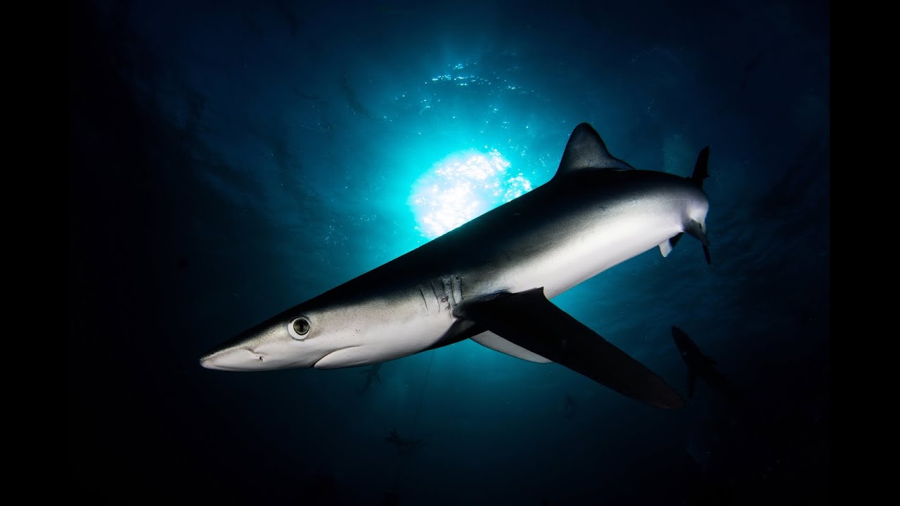 Learn About the Shark Trust and How You Can Help Our Sharks Thrive!