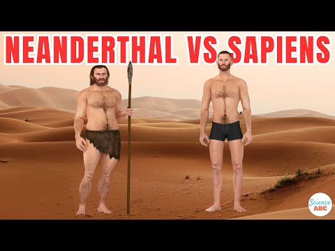 Neanderthals Vs Homo Sapiens: Different Species Or Subspecies?