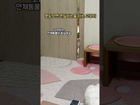 문닫으면 큰일나는줄 아는 고양이