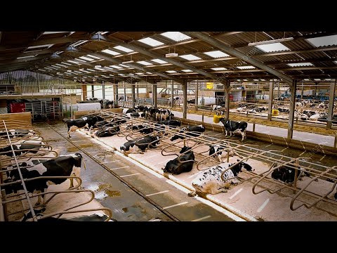 How American Ranchers Raise 9.1 Million Dairy Cows - American Dairy Farm