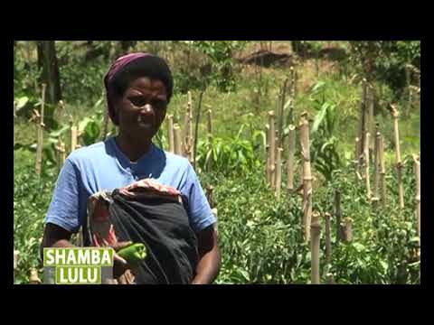 #SHAMBALULU: Pata darasa la kilimo cha pilipili hoho