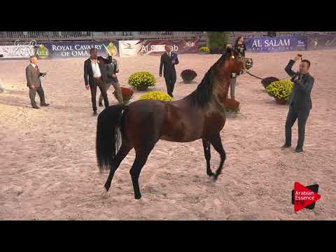N.26 VIVALDI REGALIS - Gran Prix Fieracavalli 2017 - 2-3 Years Old Colts (Class F)