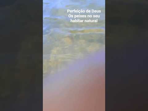 jaborandi -Ba peixes no seu habitar natural #pescaria #pesca #pescacombambu