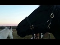 Horse Neigh LOUD