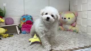 ビションフリーゼの動画01