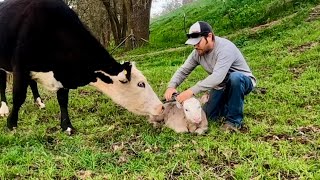 The Highs and Lows of Calving Season