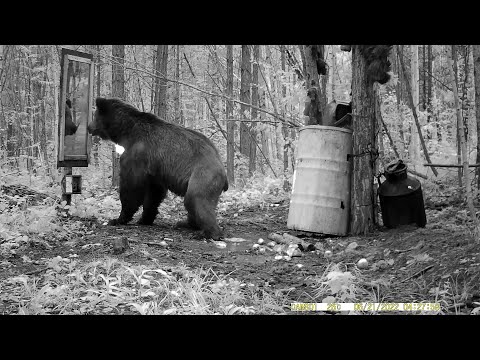 Видео о том, как медведь встретил зеркало в лесу.