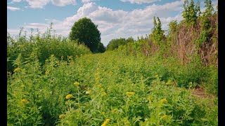 Eco-Friendly Weed Control: Banish Weeds Without Chemicals