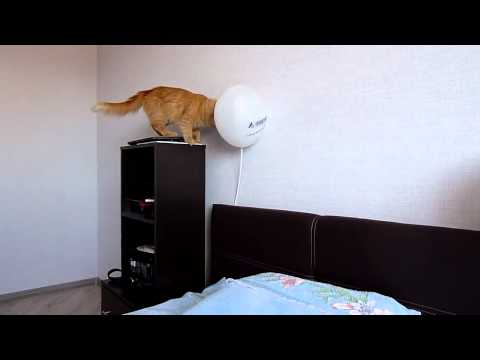 Balonun patlamasından korkan kedi