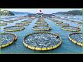 Japan’s Biggest Harvest Season 2026 – How Japanese Farmers Harvest Millions of Tons of Food DEFAULT Thumbnail