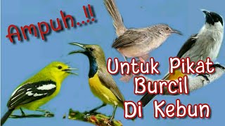 Download lagu SUARA PIKAT BURCIL KEBUN KOMBINASI PALING AMPUH mp3