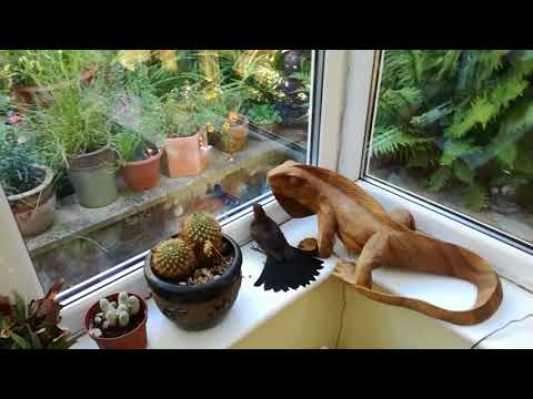 Chucking Out A Young Blackbird