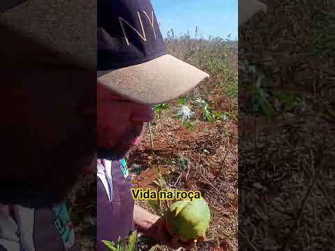 fazenda Diniz besouro de são Gabriel ba