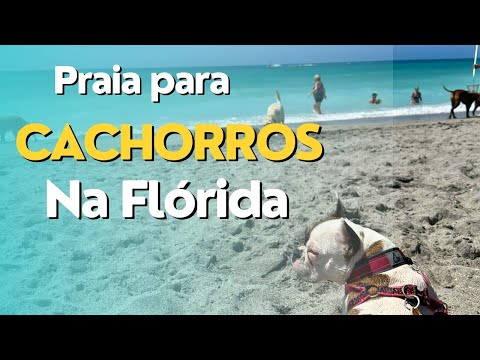 PRAIA PARA CACHORROS NOS ESTADOS UNIDOS  - CANAL MARCO NA USA