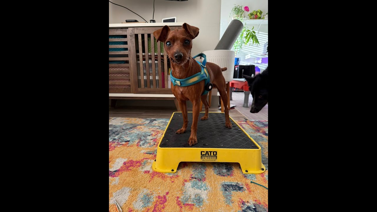 Enlarge Willie, an adopted Miniature Pinscher in Austin, TX video 2/6