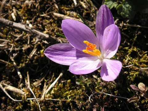 ☆ Šafrán - Zdena Tichotová, Jan Nedvěd