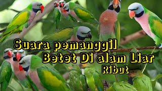 Download lagu SUARA BURUNG BETET DI ALAM LIAR RIBUT AUTO NYAMBER || cocok untuk pikat dan pemanggil mp3