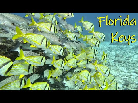 Diving in Key Largo, Florida Keys