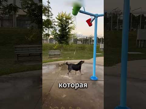 🐶🌧️ Дождь закончился, а в ведре почти не осталось воды… Но собака не сдалась! 😂💦