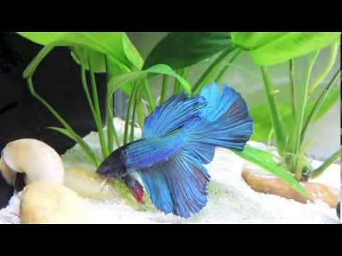 The beauty of Betta fish!