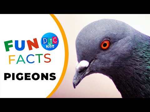 Pigeon Pizzazz: 5 Fabulous Fun Facts for Feathered Friends!