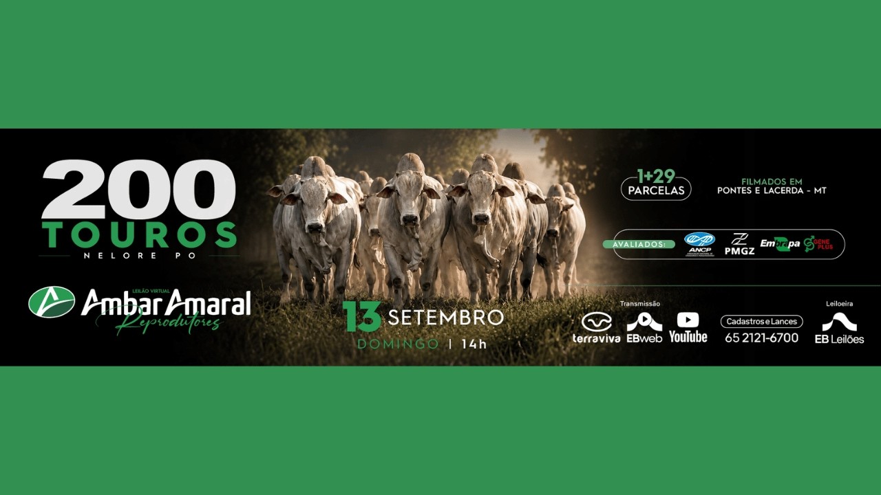 LEILÃO VIRTUAL AMBAR AMARAL REPRODUTORES | 13/09/2026 – 14H