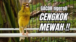 Download lagu Masteran KENARI GACOR ngeroll panjang,Cuit Cuit Emosi AMPUH bikin kenari nyaut ,Masteran MURAI BATU mp3 Download lagu Masteran KENARI GACOR ngeroll panjang,Cuit Cuit Emosi AMPUH bikin kenari nyaut ,Masteran MURAI BATU mp3