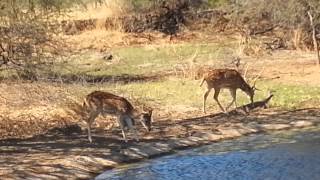 preview picture of video 'Deer in Gir National Park, Sasan Gir'