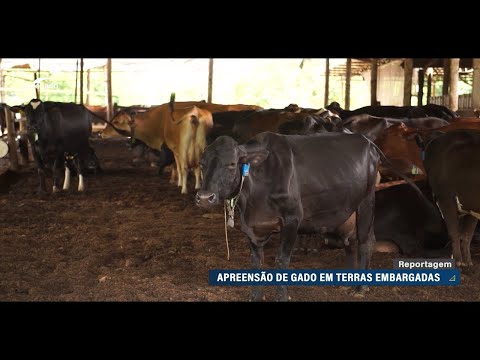 Produtores rurais questionam apreensões de gado em terras embargadas pelo Ibama