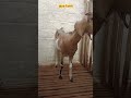 How To Treat Goat Wounds That Have Maggots