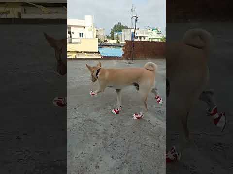 Bellu 🐕 ke New shoes 👟😂😂 #shortsvideo #petstory #doglover #dogowner #firstshortvideo